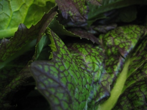 Red mustard leaves from 5 Acre Farm